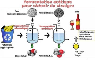 fermentation acétique